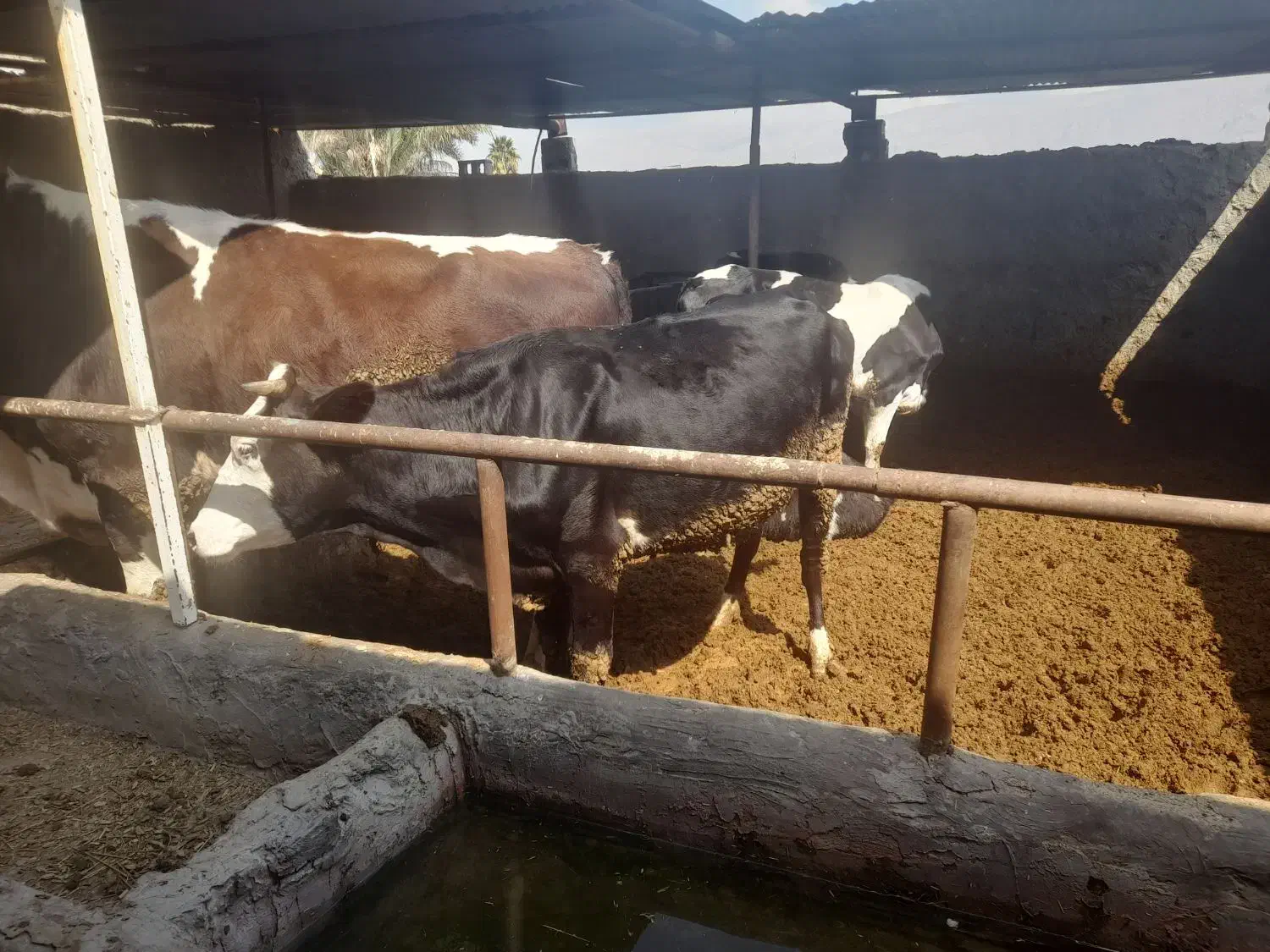 گاو|حیوانات مزرعه|دهدشت, |دیوار