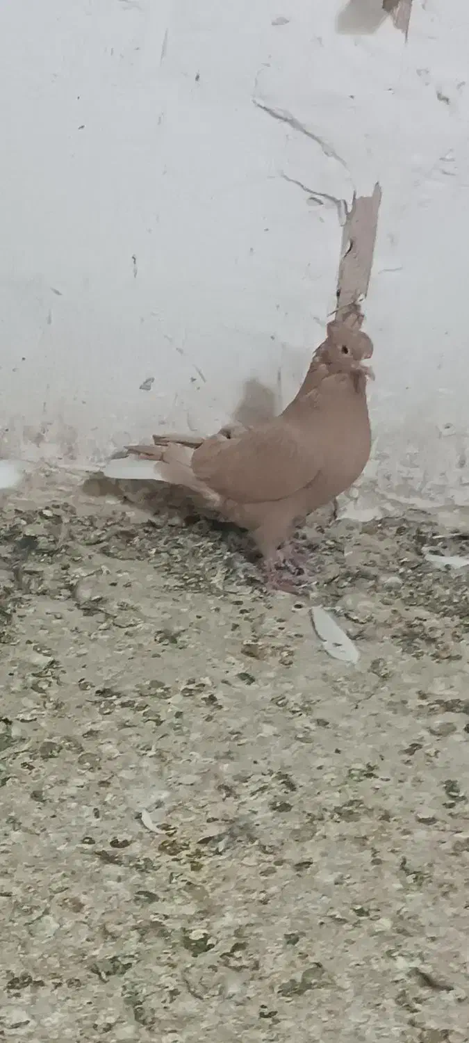 دوتا ماده دم سفید|حیوانات|رفسنجان, |دیوار