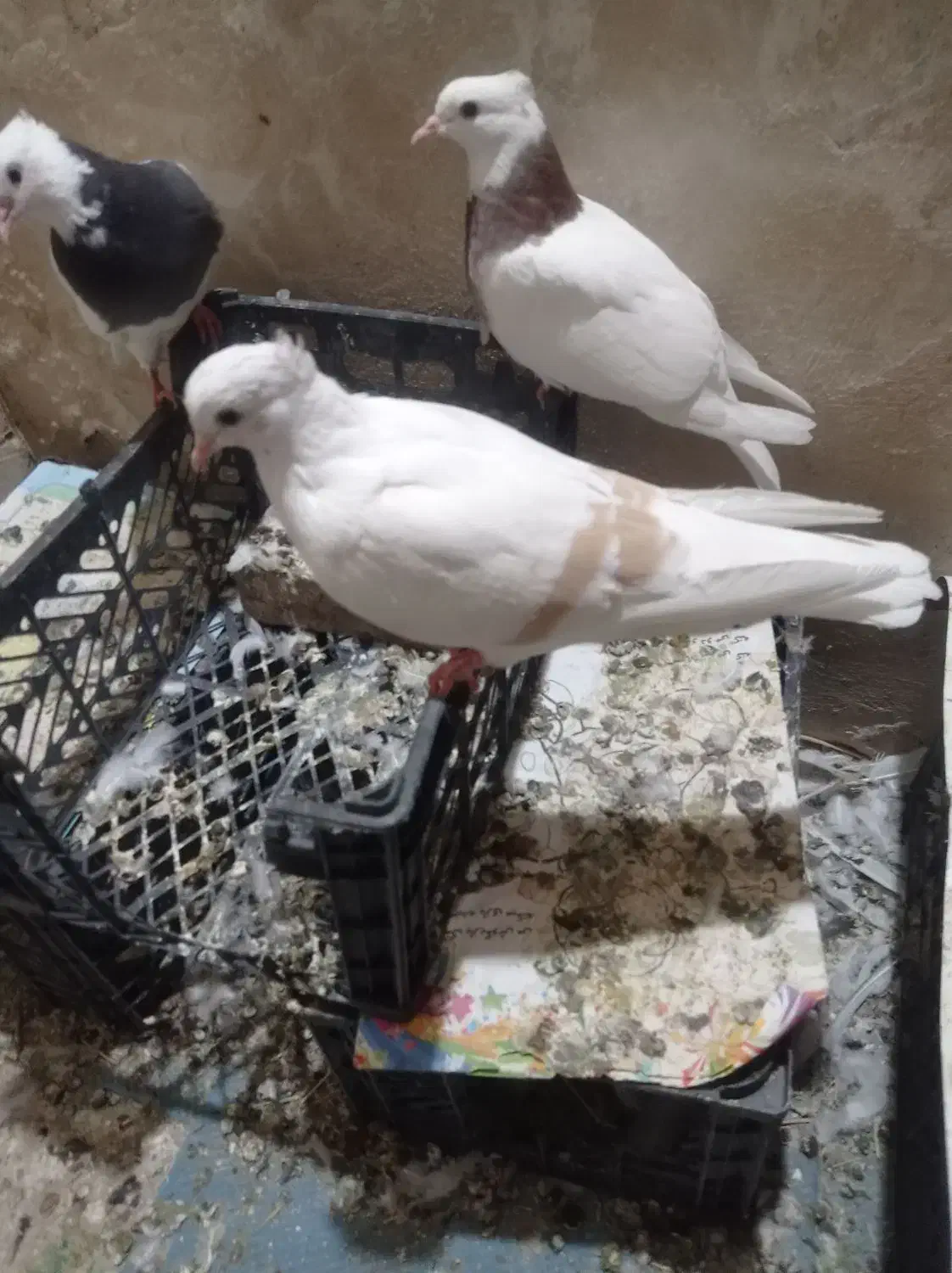 سلام ۶تا کفتر نازار|پرنده|خرمآباد, |دیوار