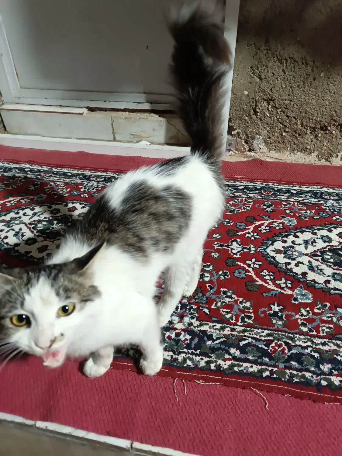 یک گربه پرشین  قیمت یک میلیون و پانصد هزار تومن|گربه|گنبد کاووس, |دیوار