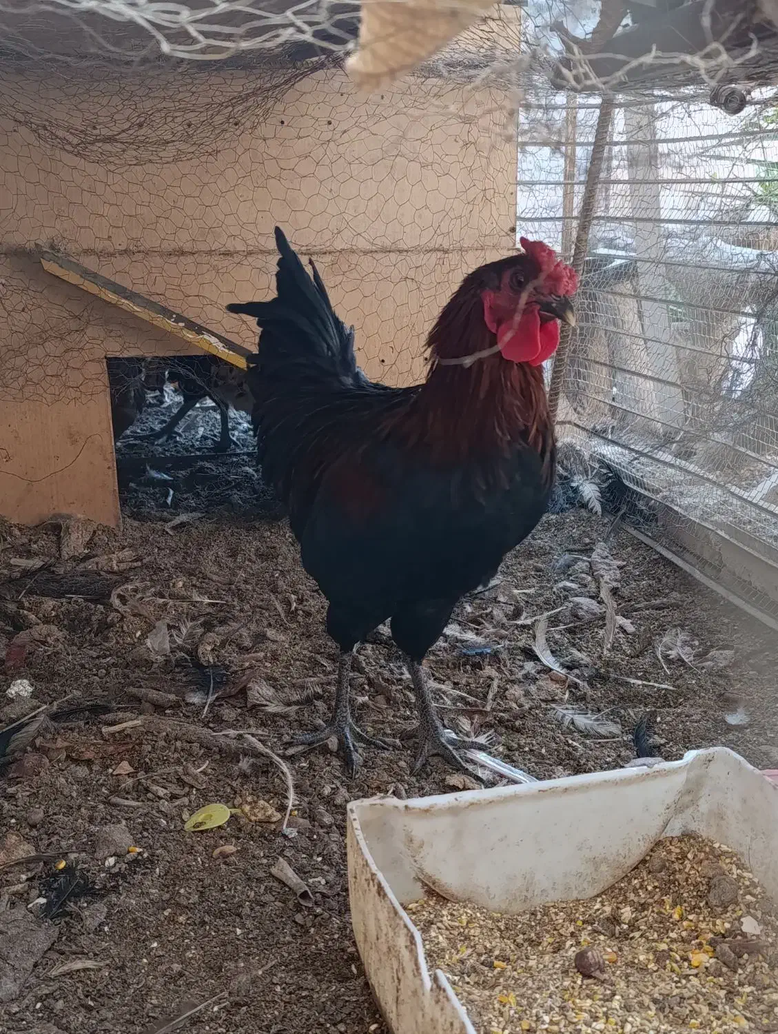 خروس|حیوانات مزرعه|رفسنجان, |دیوار