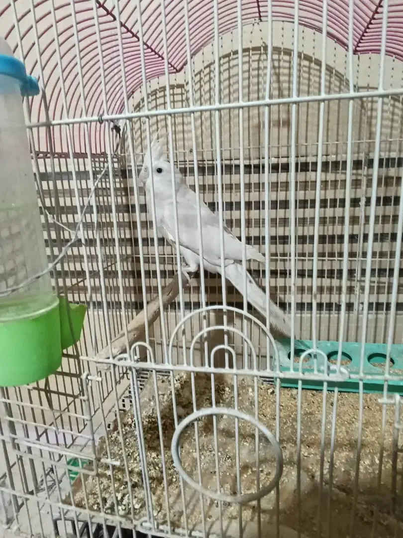 عروس هلندی|پرنده|کرمان, |دیوار