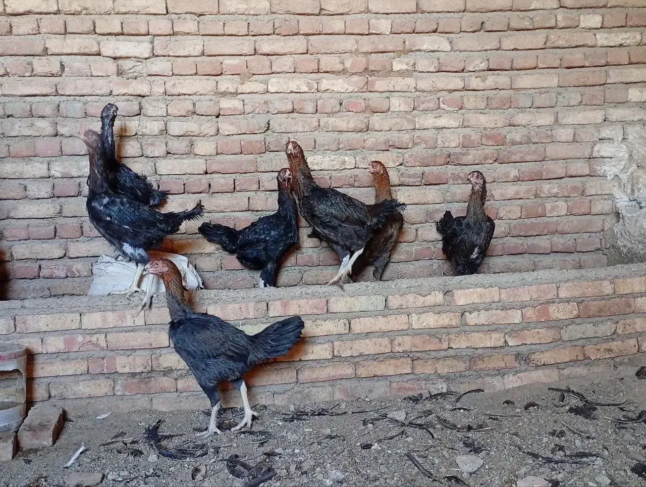 لاری|حیوانات مزرعه|شبستر, |دیوار