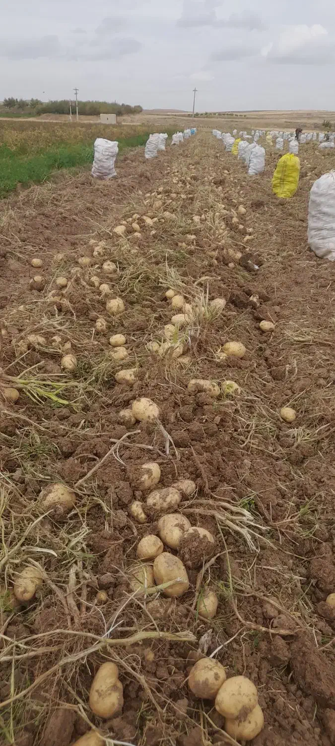 سیب زمینی بذری کارلیا ۴۰۲ تضمینی|عمدهفروشی|قیدار, |دیوار