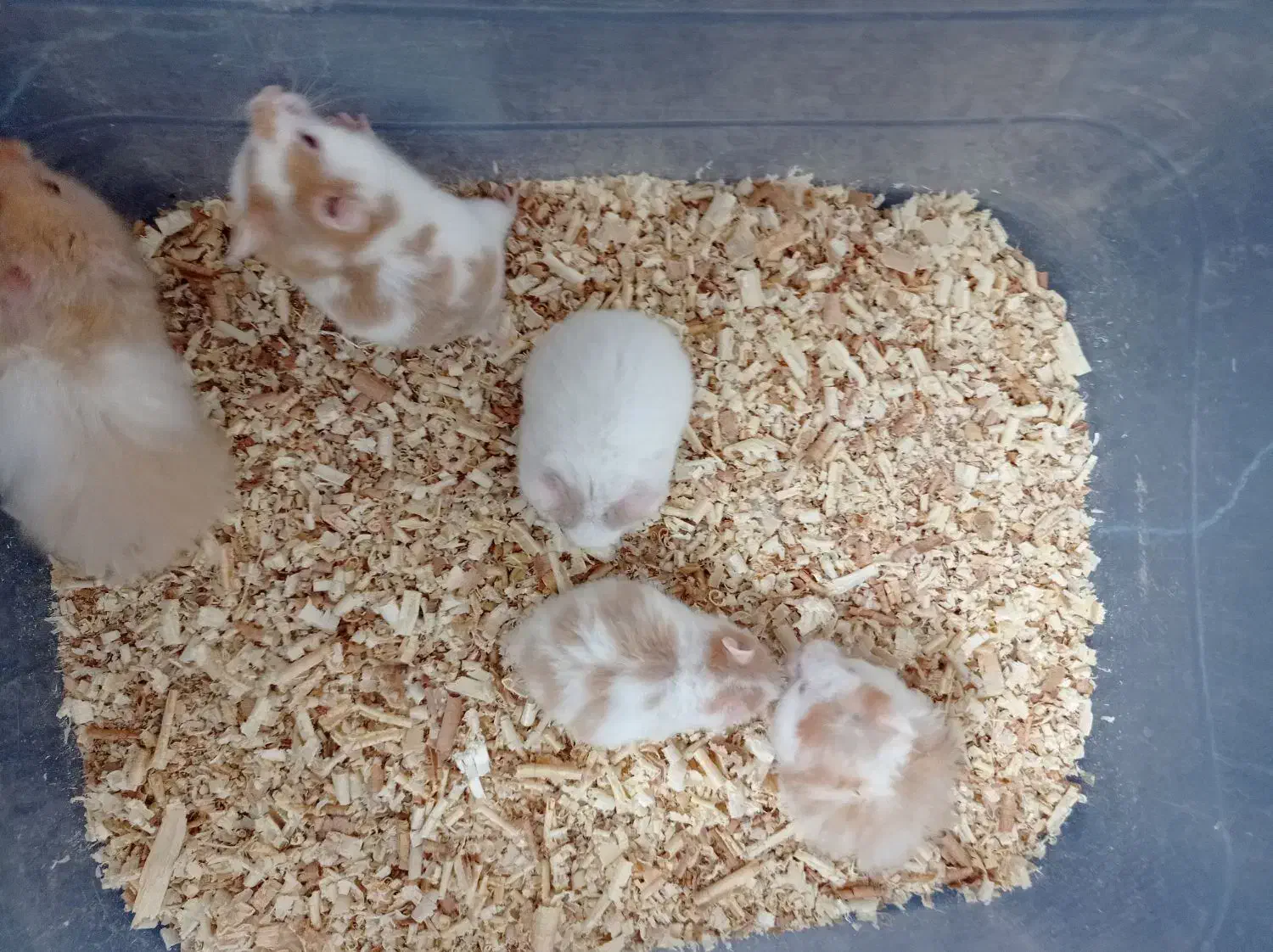 همستر|موش و خرگوش|قم, پردیسان|دیوار