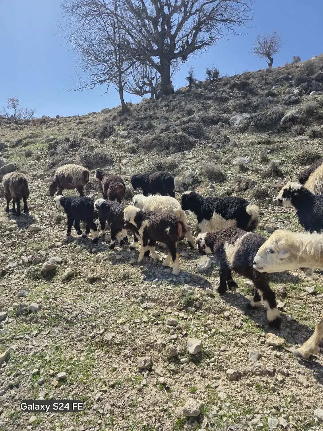 میش داشتی|حیوانات مزرعه|دهدشت, |دیوار