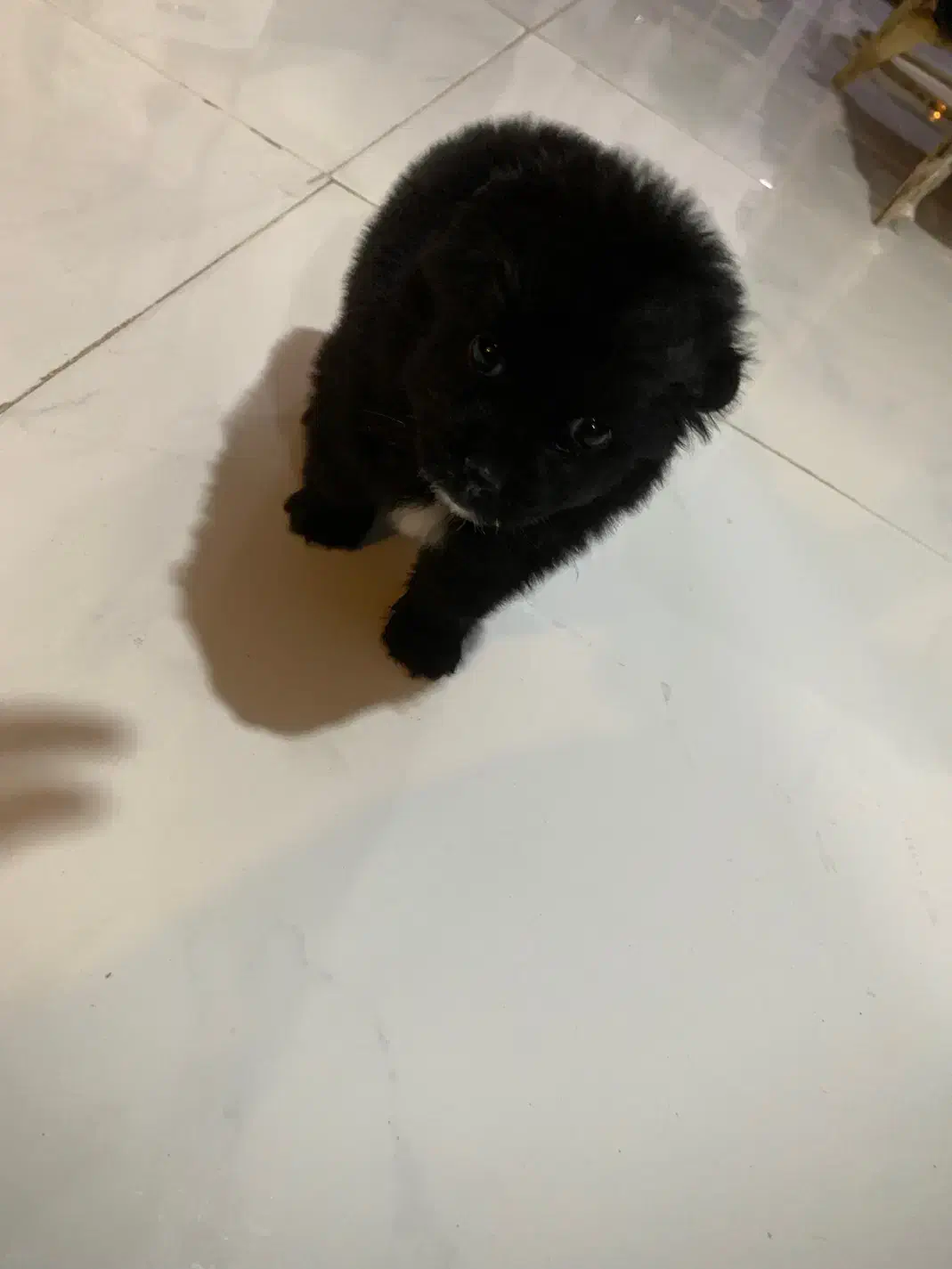 سگ پامر مینی|سگ|مشهد, هنرستان|دیوار