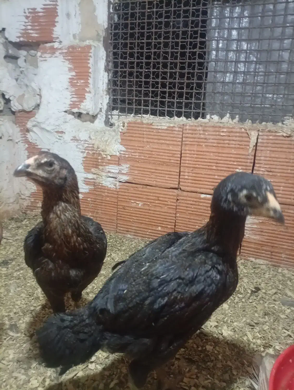 جوجه لاری|حیوانات مزرعه|گرگان, |دیوار