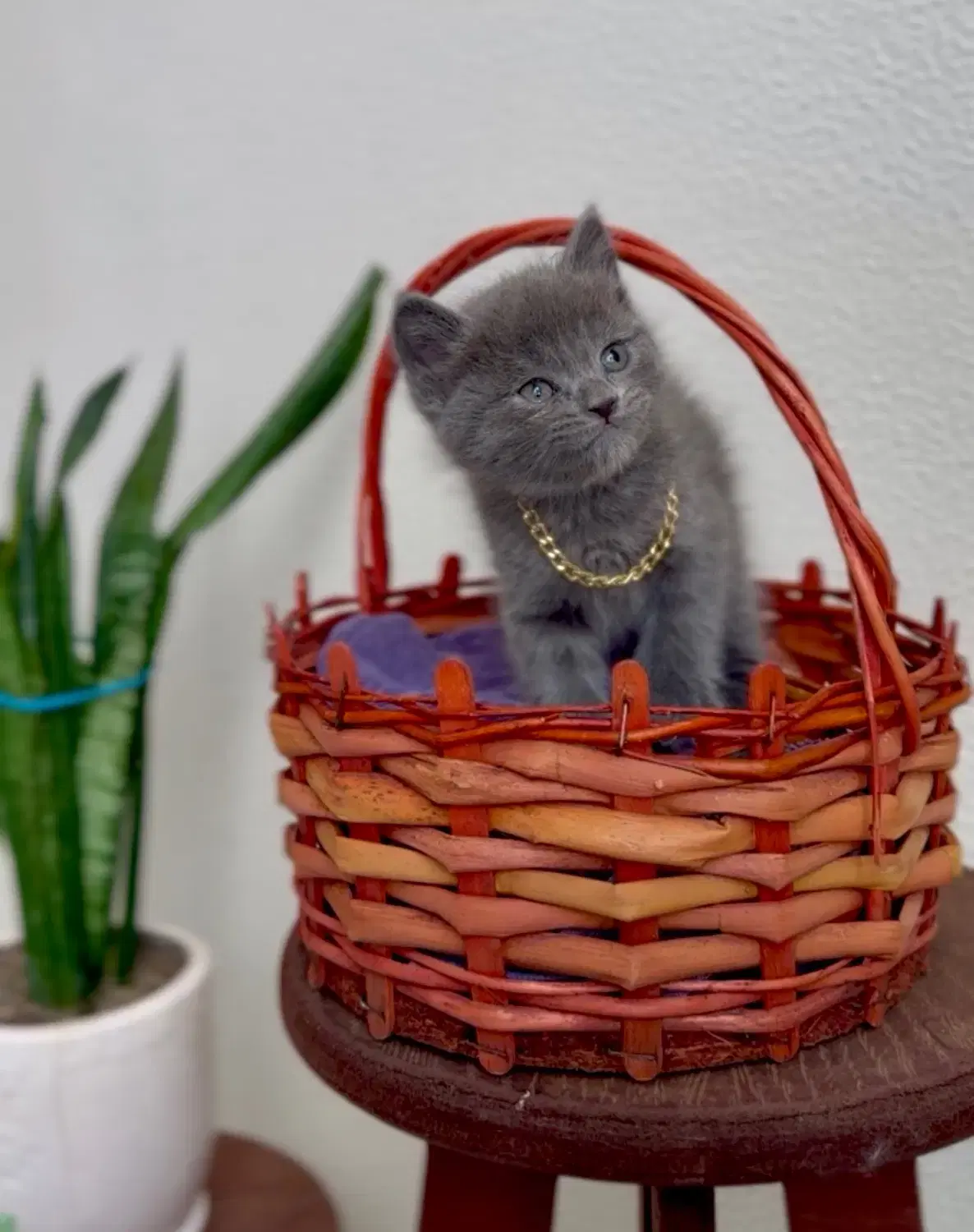 Cat tower|گربه|تهران, تهرانسر مرکزی|دیوار