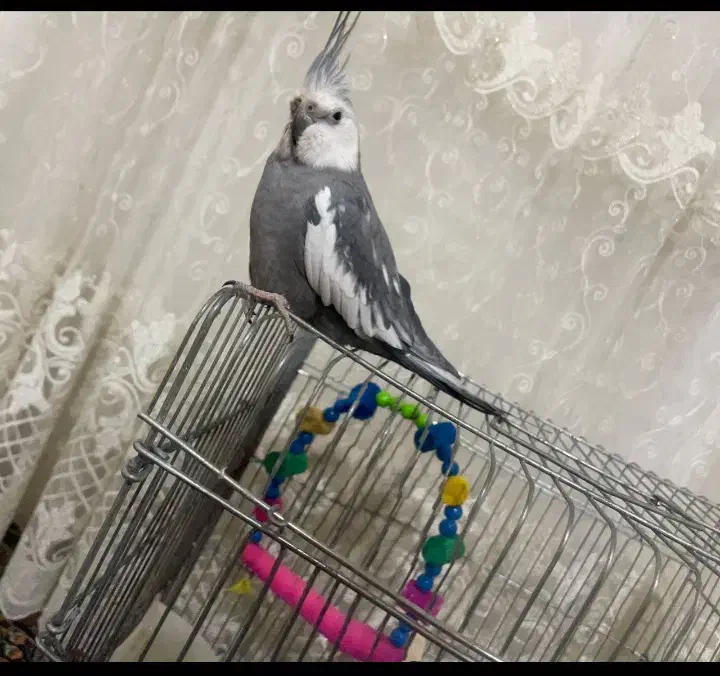 گم شده عروس پاریس|حیوانات|اهواز, کمپلو جنوبی|دیوار