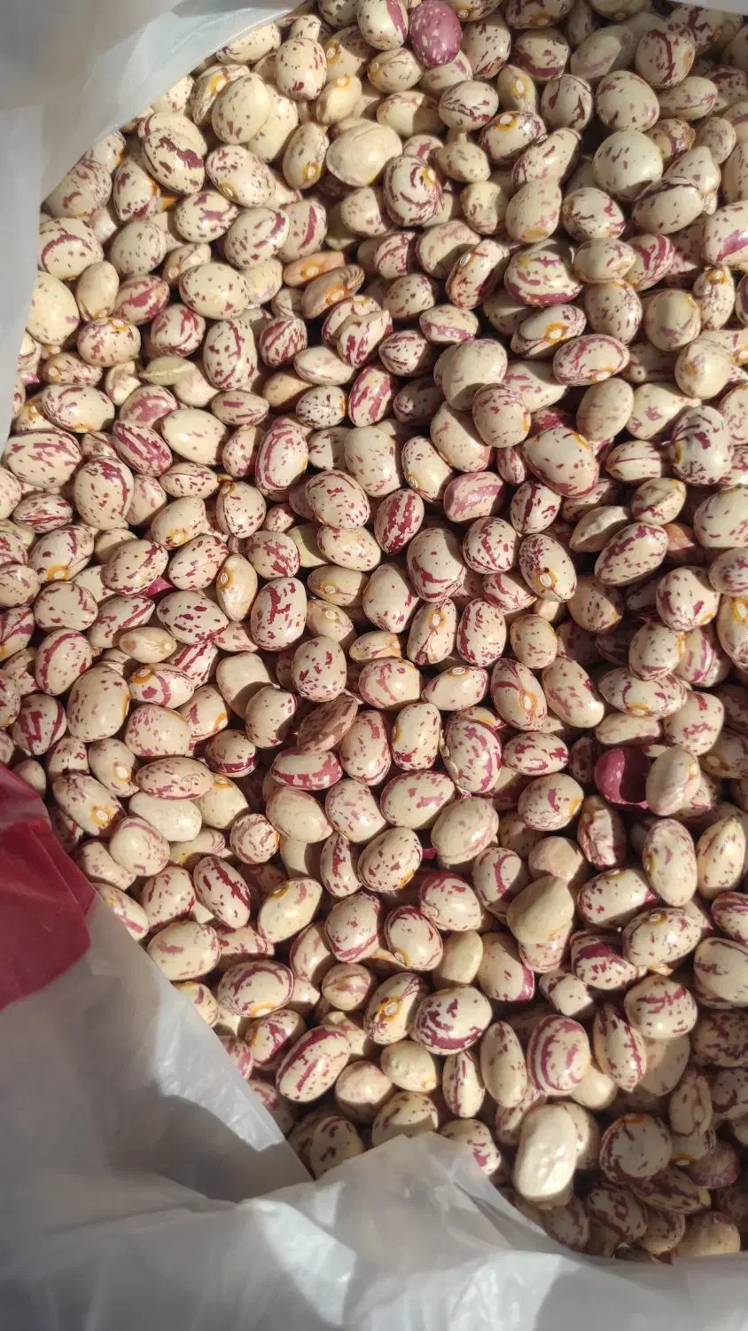 لوبیا چیتی بار لوکس موجود است|عمده‌فروشی|شیراز, ابیوردی|دیوار