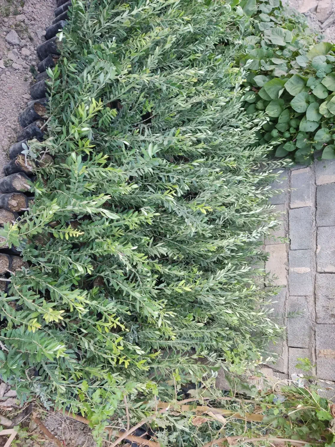 نهال سبز و زرده تضمینی|عمده‌فروشی|طارم, |دیوار