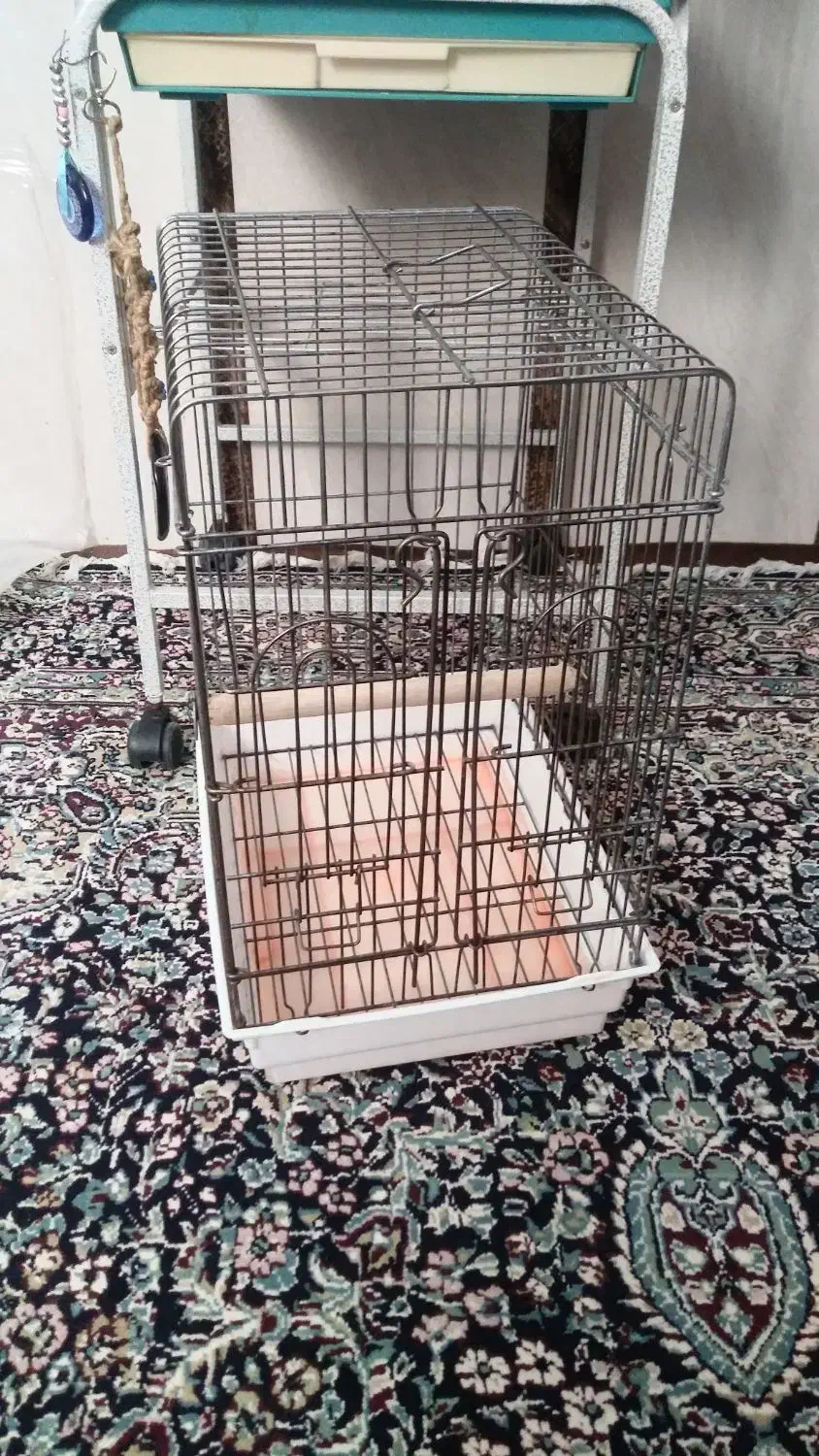 شاه کاسکو سخنگو دم قرمز|پرنده|زرند, |دیوار