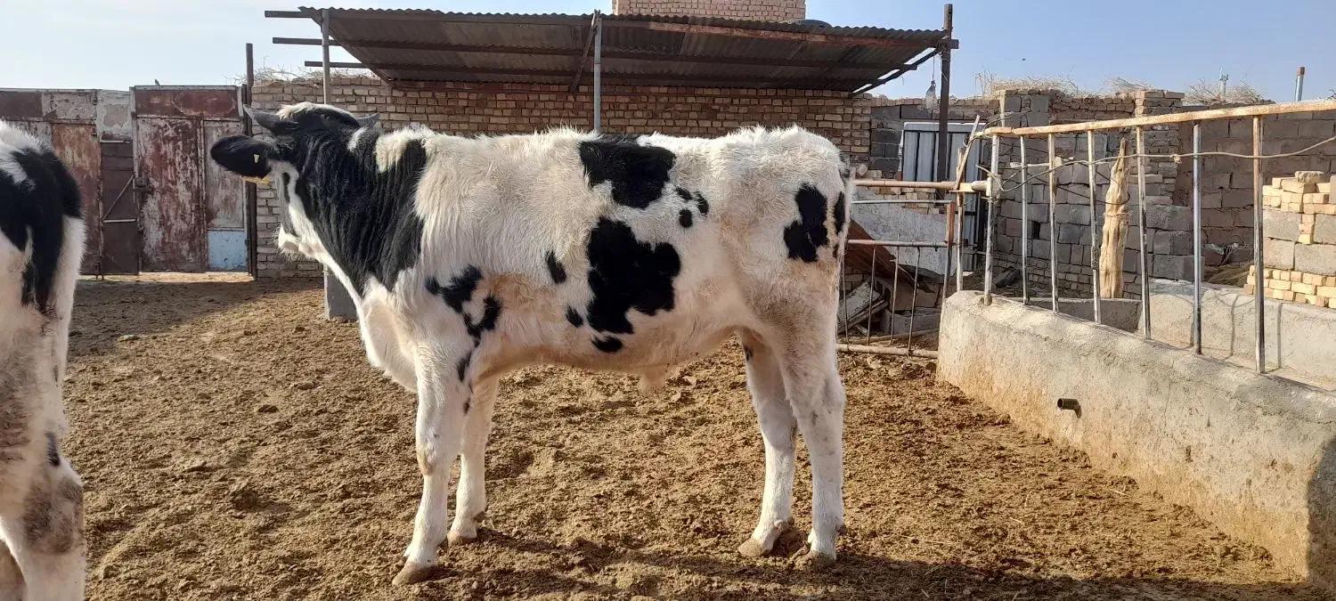 گوساله نر|حیوانات مزرعه|تربت جام, میان جام|دیوار