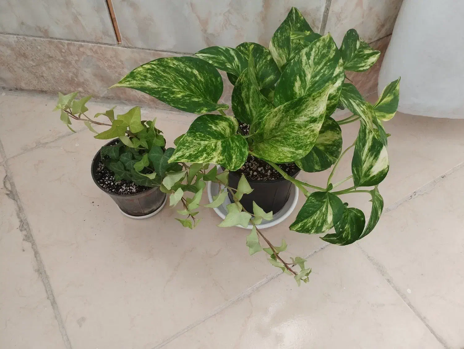 دو عدد گل طبیعی|گل و گیاه طبیعی|شهرکرد, |دیوار