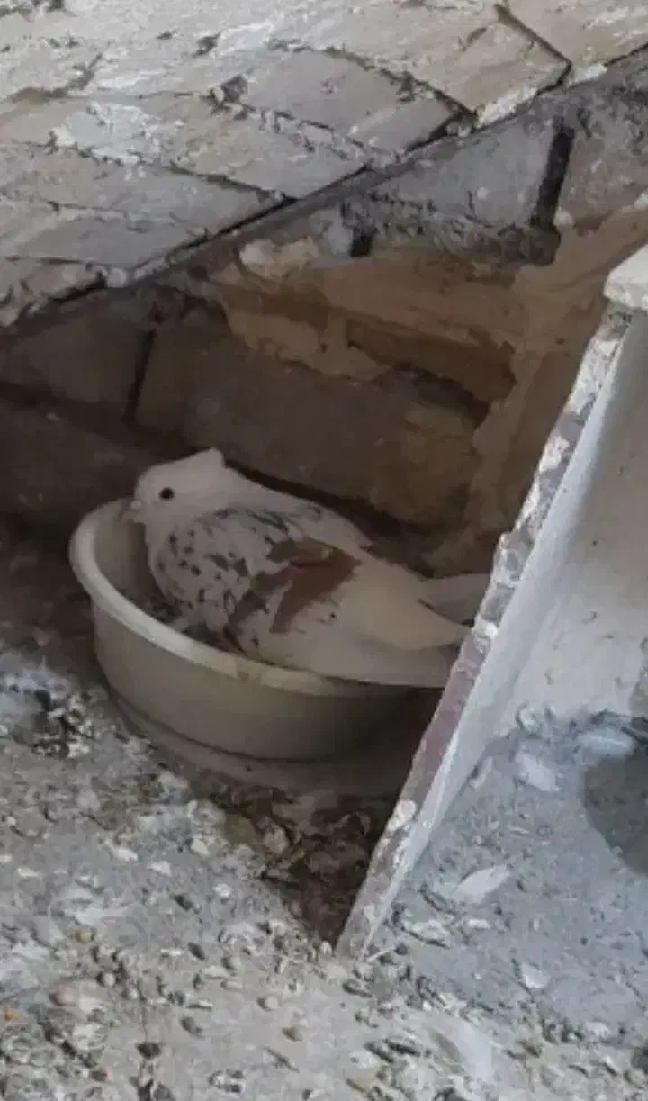 کفتر کله ایی|پرنده|میناب, |دیوار