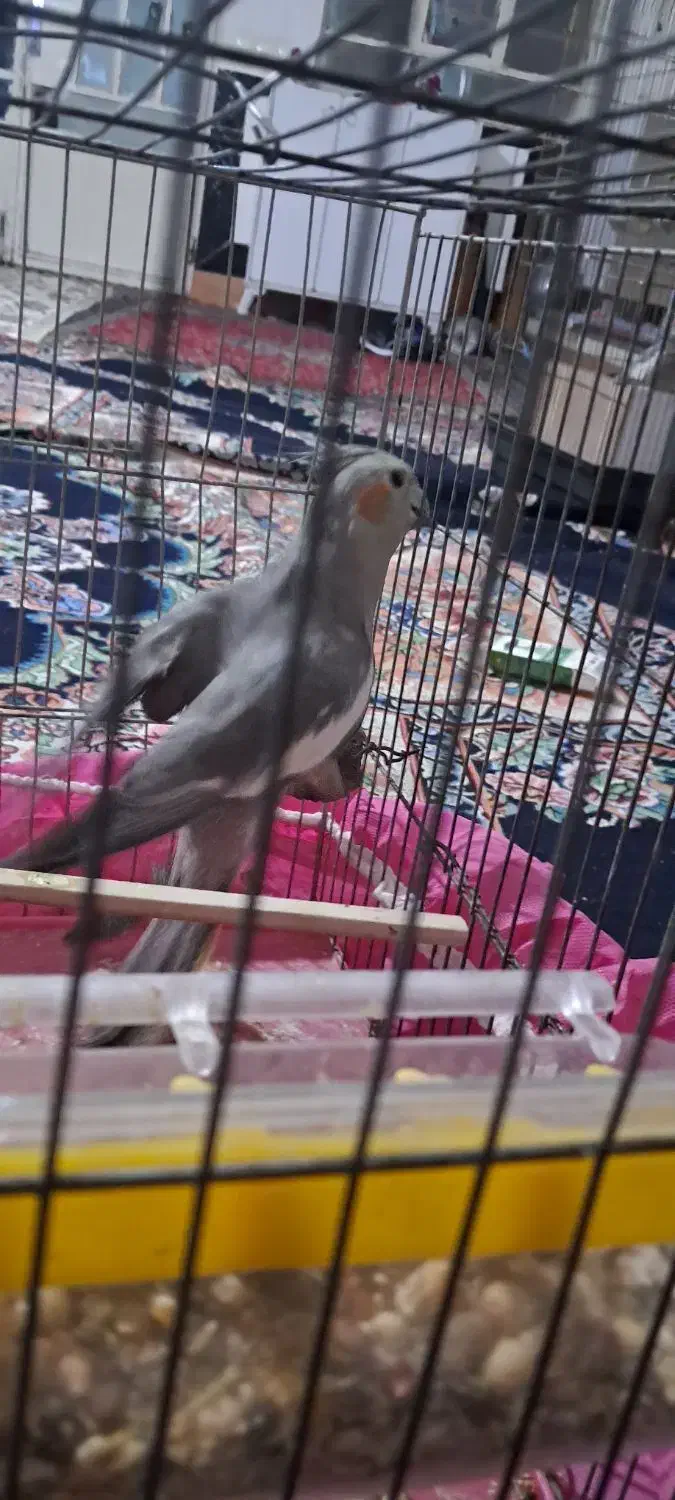 عروس هلندی ماده|پرنده|کوهدشت, |دیوار