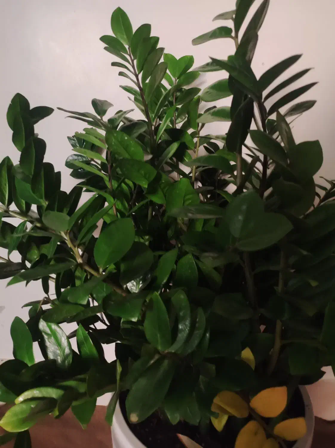 زاموفیلیا(حدود یک متر طول و چهل ساعنت عرض)|گل و گیاه طبیعی|تهران, صادقیه|دیوار