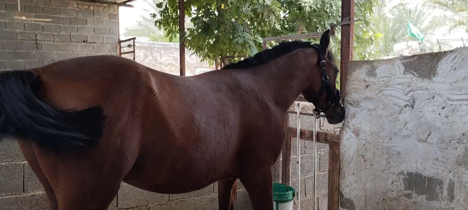 کره اسب نریان|اسب و تجهیزات اسب‌سواری|کازرون, |دیوار