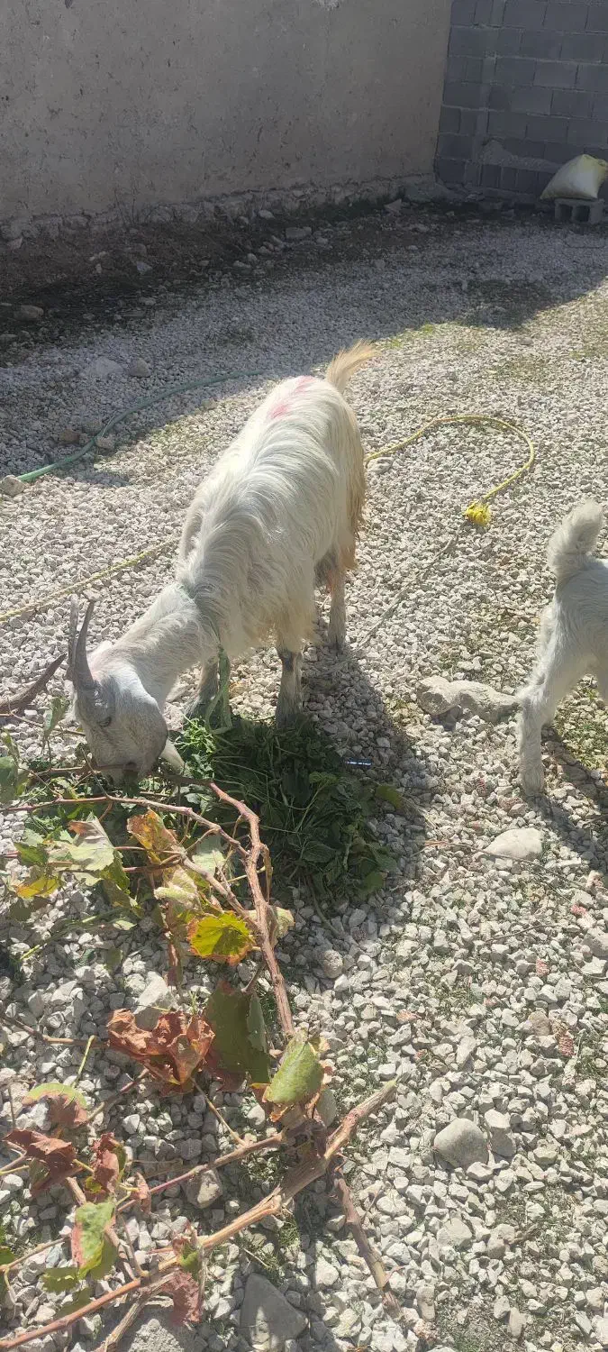 بز و کهره|حیوانات مزرعه|یاسوج, |دیوار