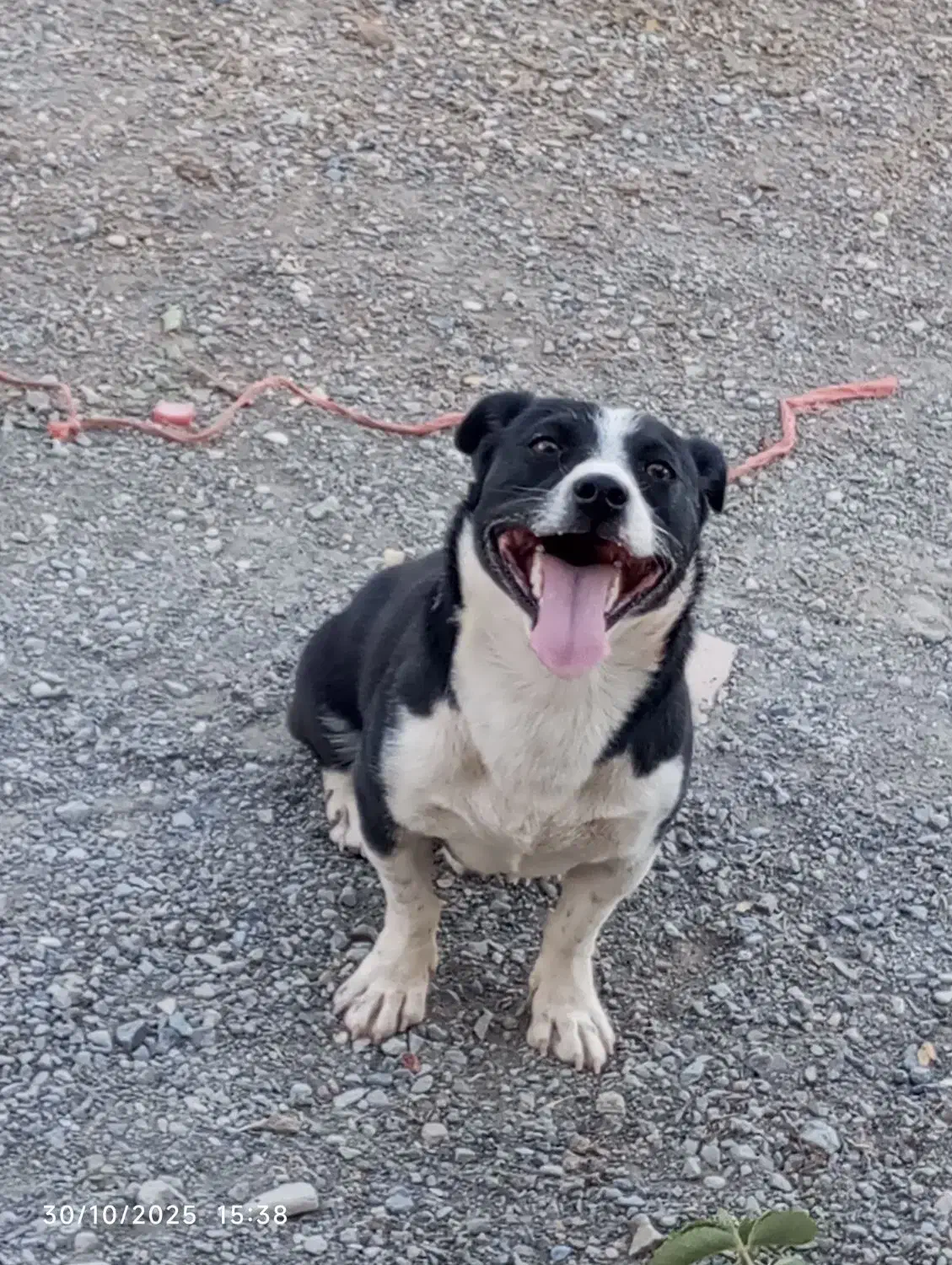 سگو|سگ|فریمان, |دیوار