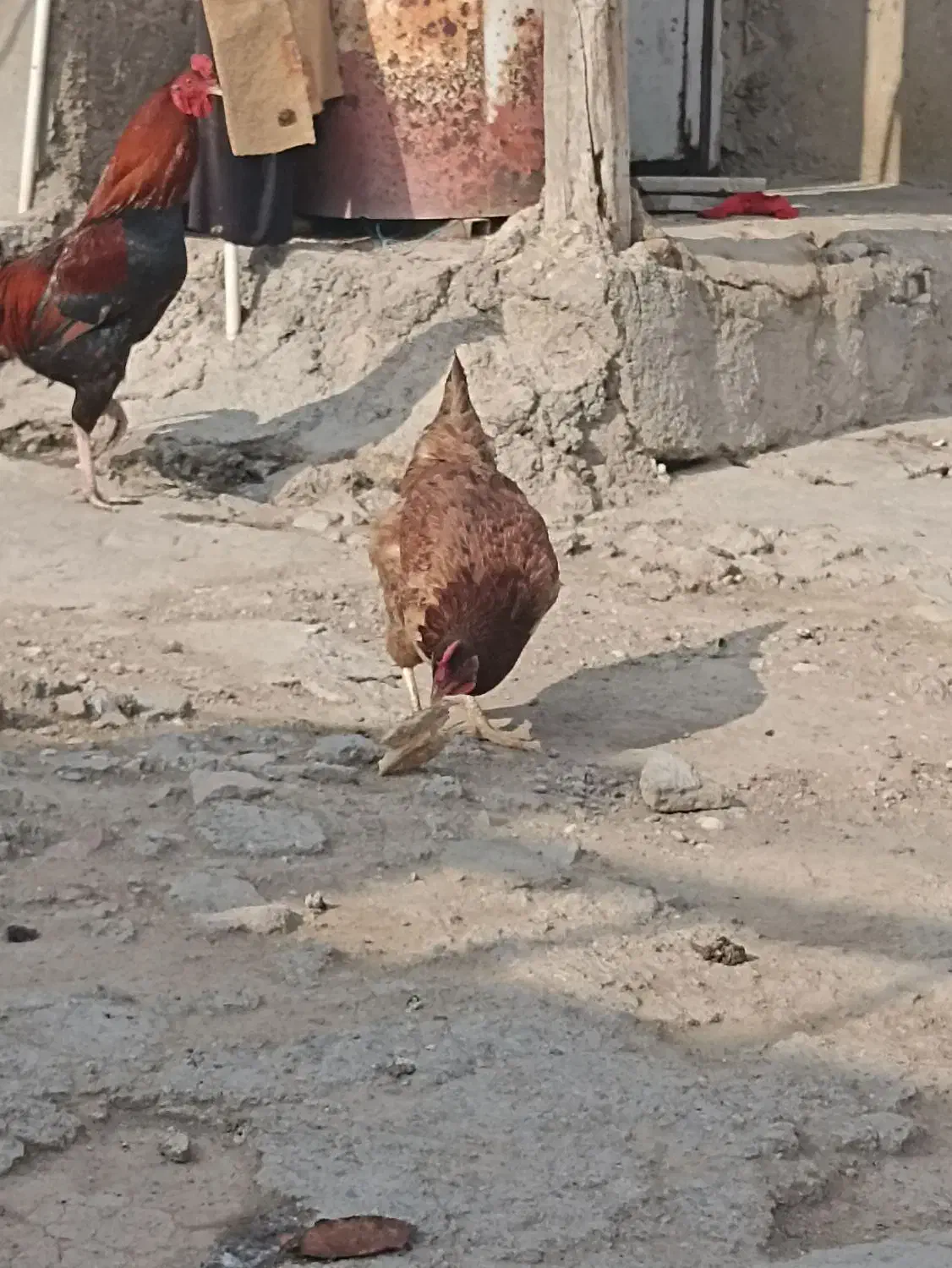 مرغ خروس جوان تخم گذار باهم خانگی هستن|حیوانات مزرعه|نگین شهر, |دیوار