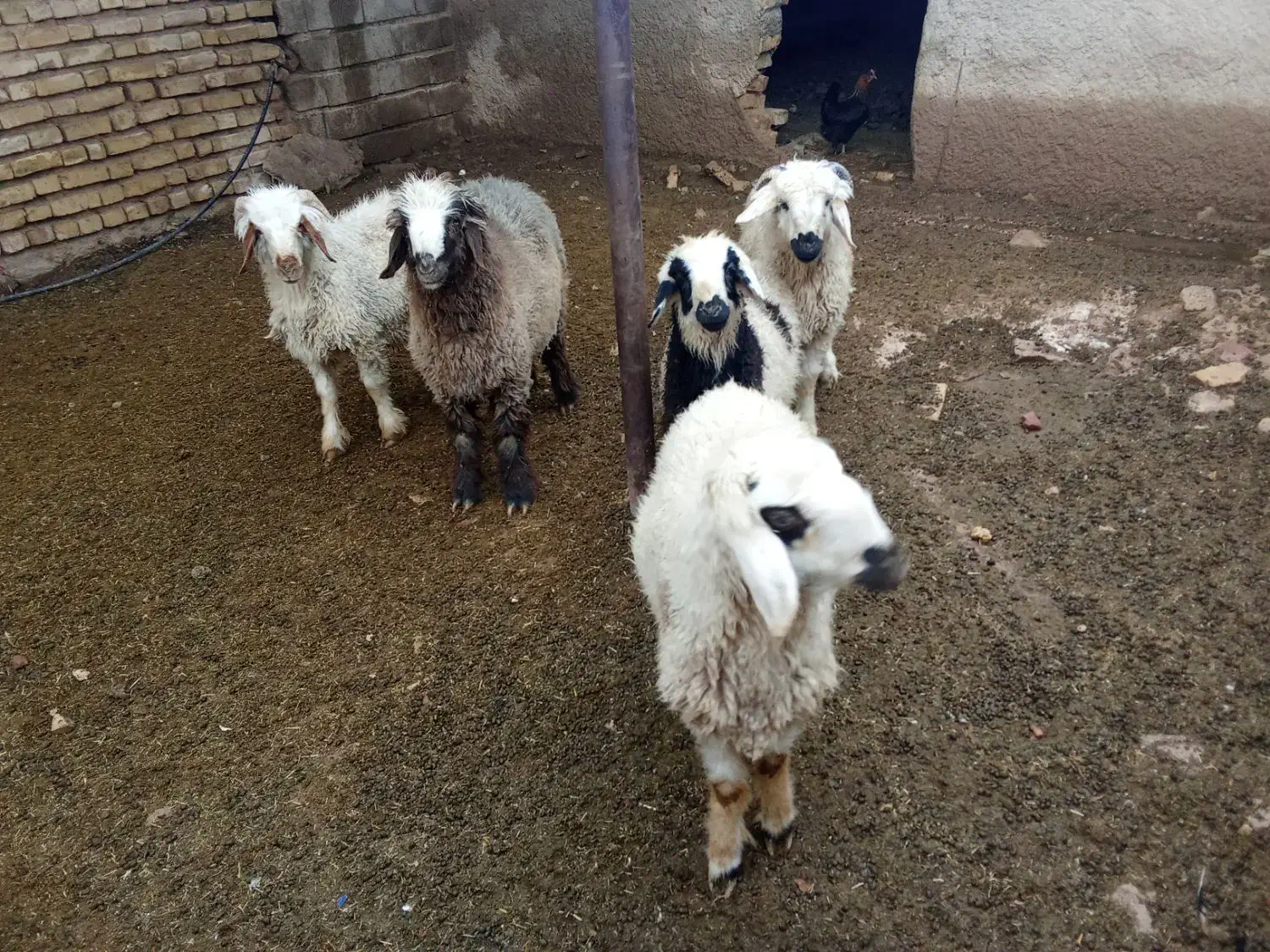 بره نر سبک|حیوانات مزرعه|طسوج, |دیوار