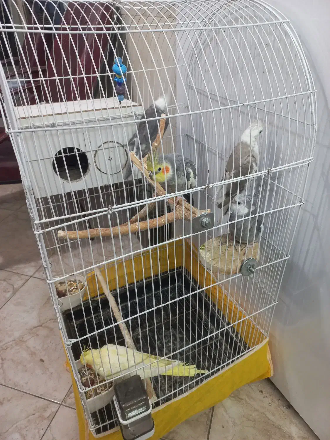 عروس هلندی وایت فیس  نر|پرنده|فردیس, شهرک ارم|دیوار