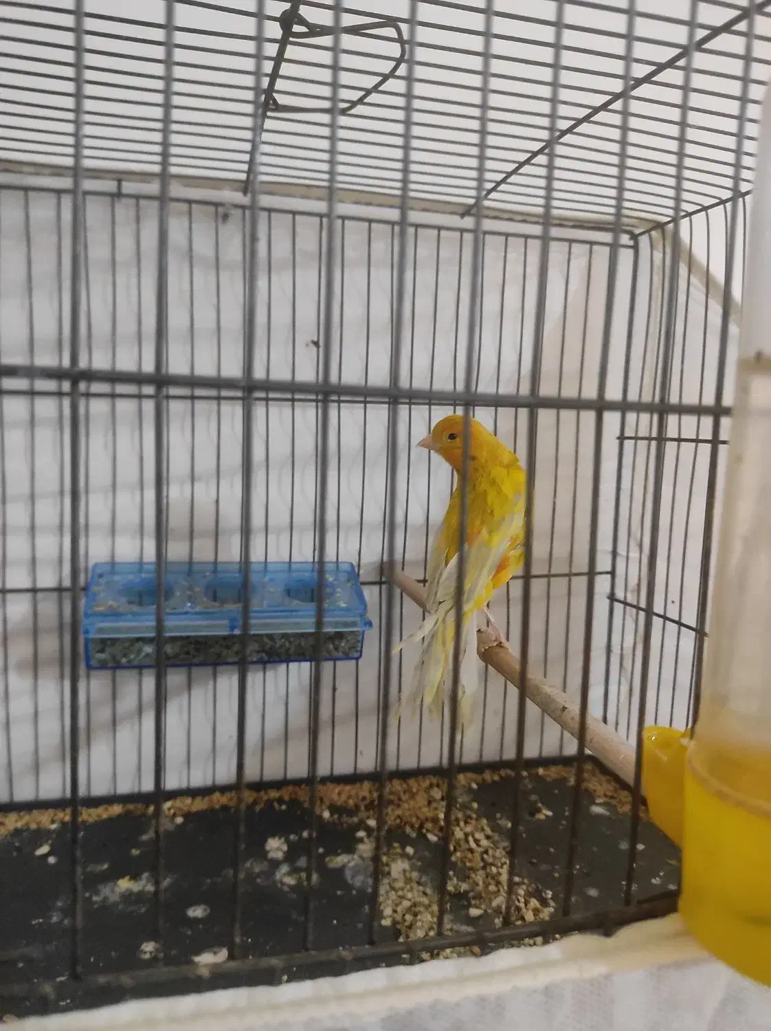 سهره قناری|پرنده|محمدیه-قزوین, |دیوار