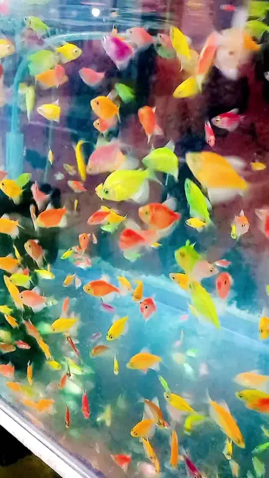 ماهی آروانا کالرویدو آنجل هکلی بلک گوست ردلاین کت|ماهی|قرچک, زیبا شهر|دیوار