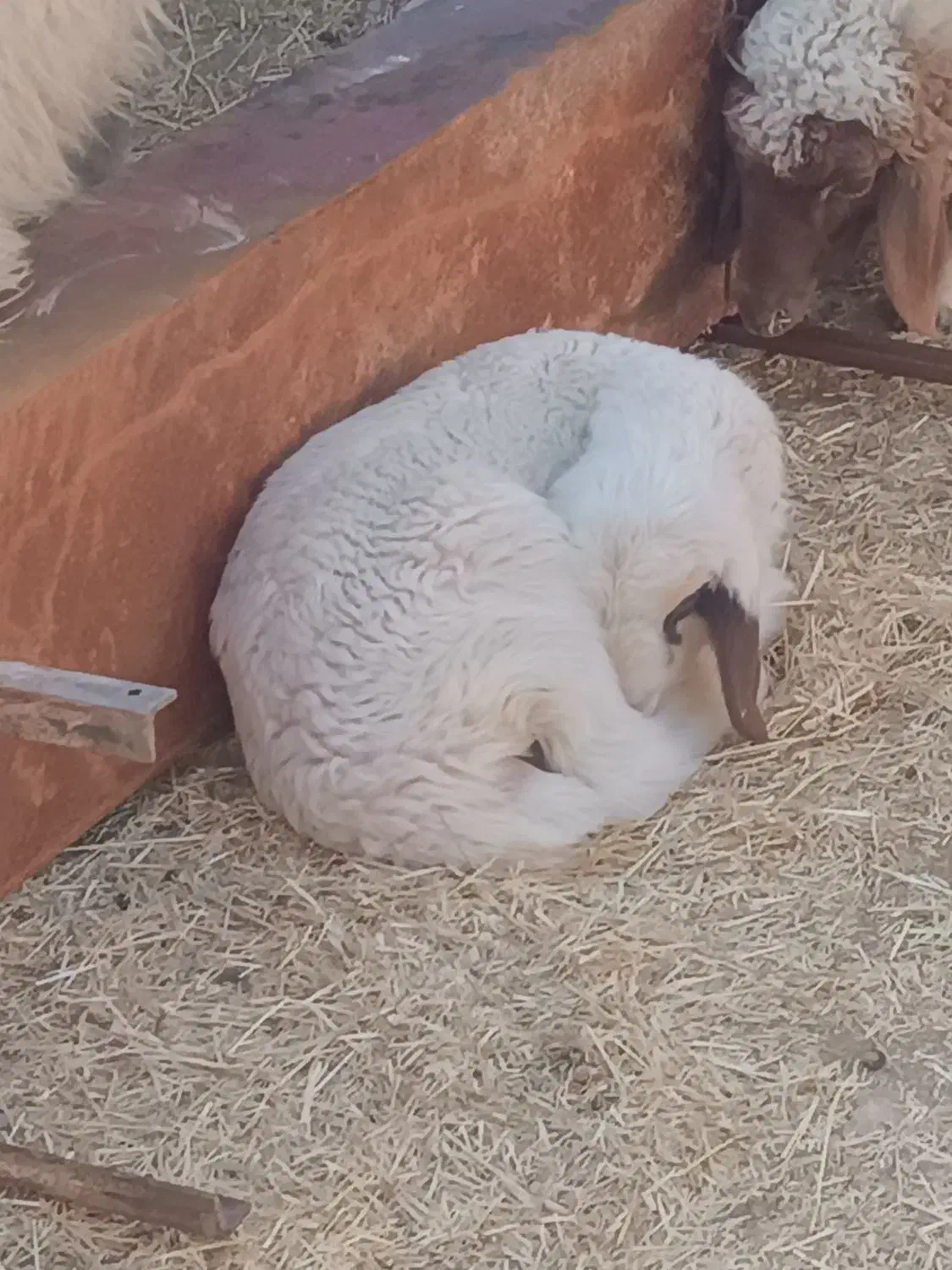 7راس گوسفند|حیوانات مزرعه|چوار, |دیوار