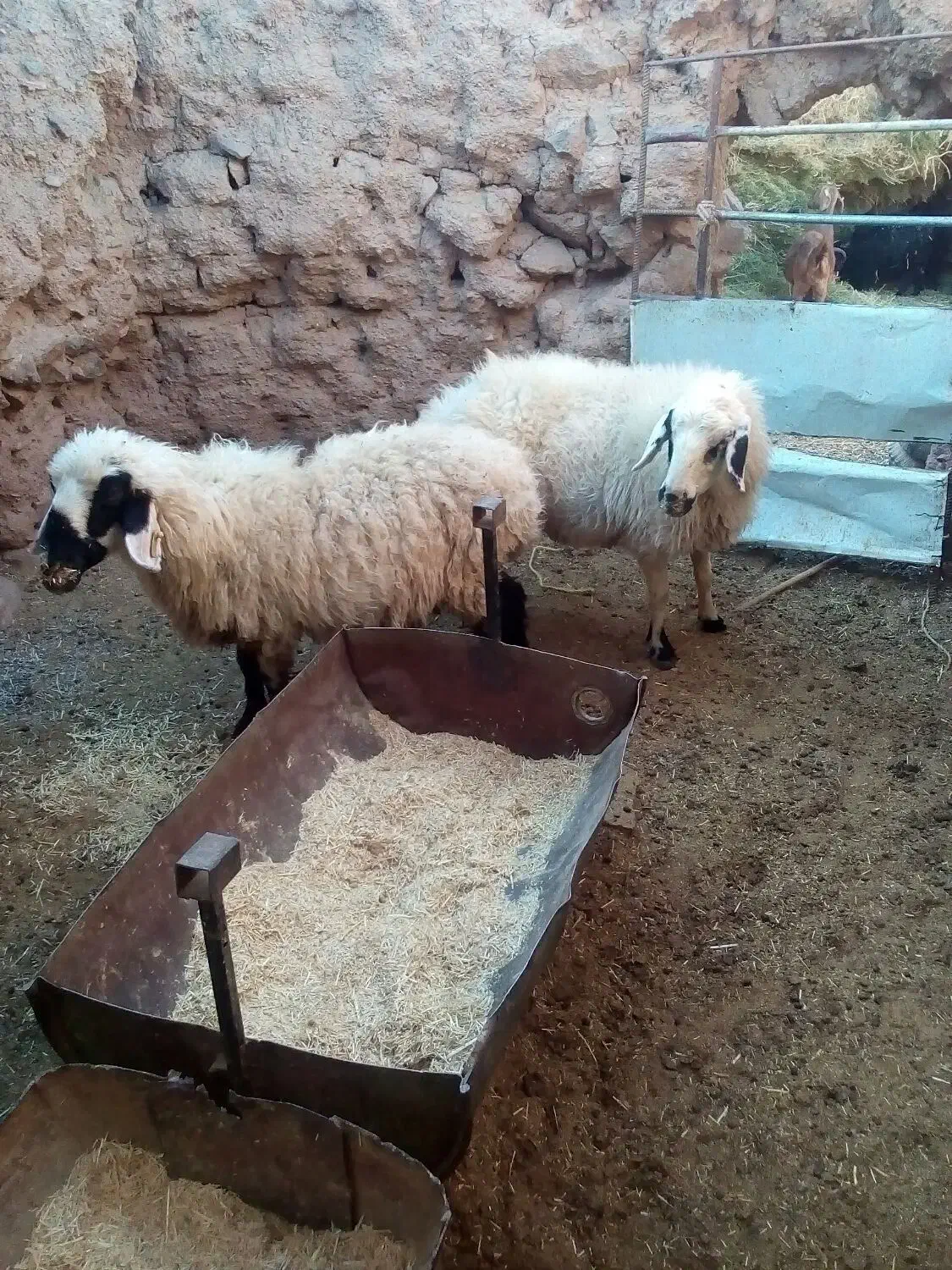 دوتا میش جوان بر ه رسون|حیوانات مزرعه|جلگه ماژان, |دیوار