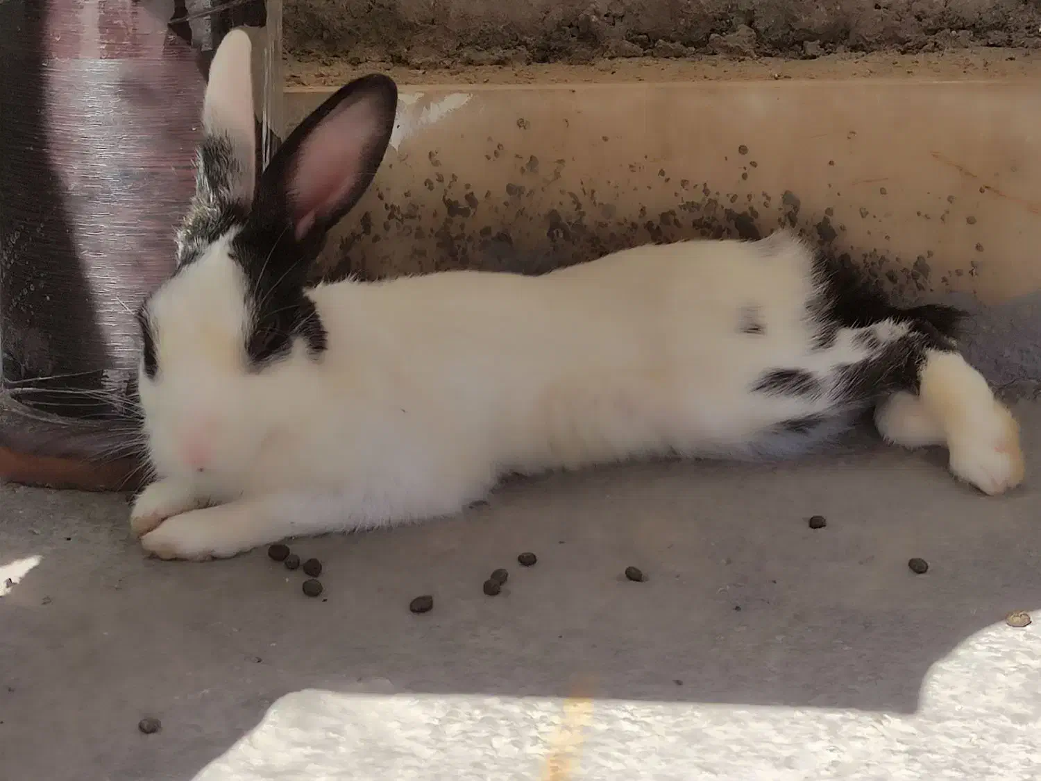 خرگوش|موش و خرگوش|آبدانان, |دیوار