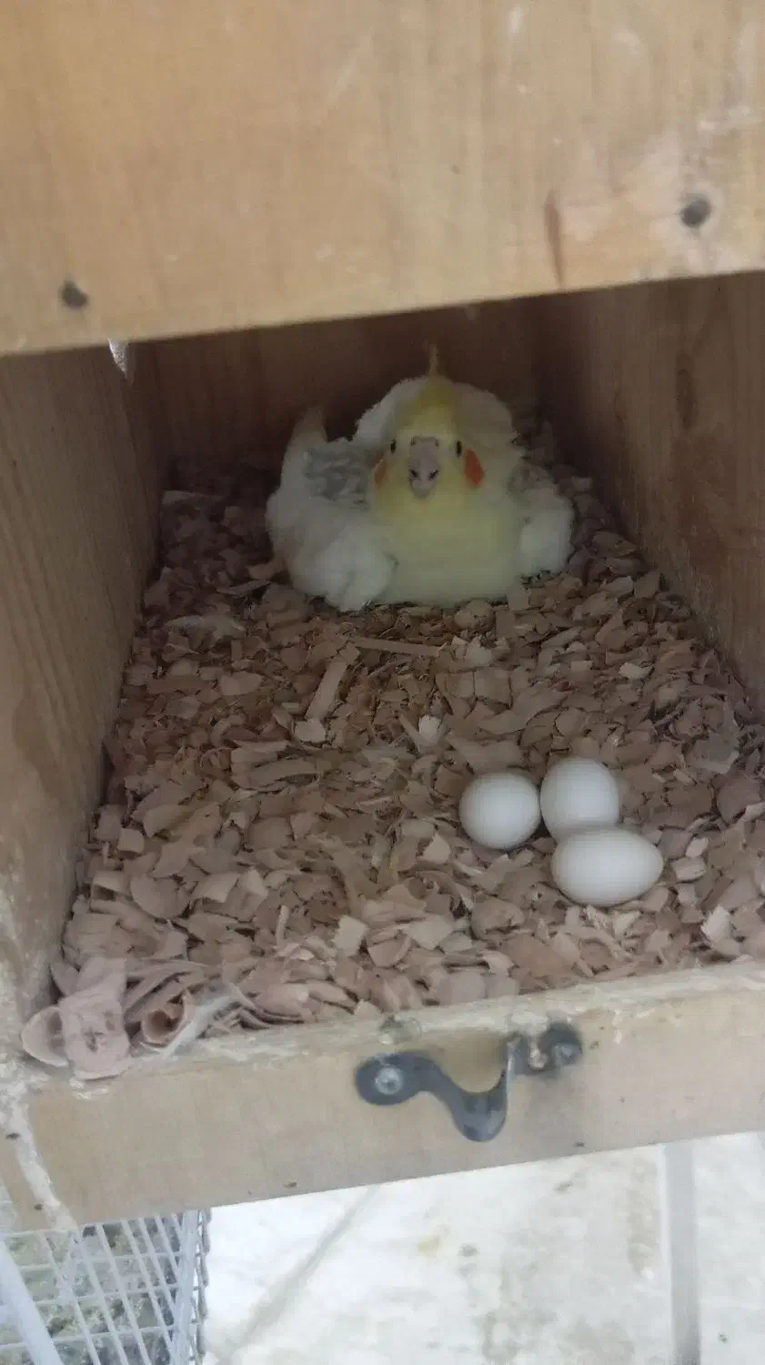 سهره چهارگل ماده و جوجه سهره نر|پرنده|مشهد, پورسینا|دیوار