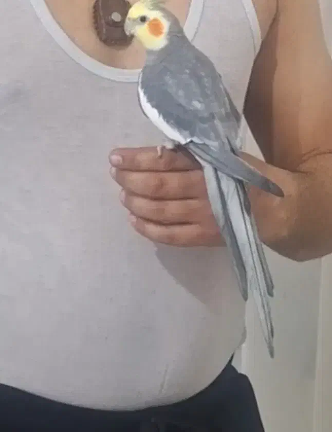 ی‌عروس‌هلندی‌‌سخن‌گو|پرنده|قره ضیاالدین, |دیوار