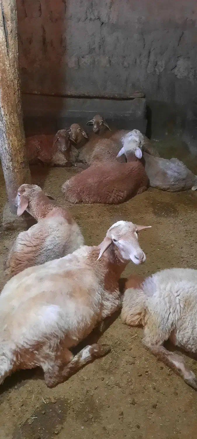 گوسفند|حیوانات مزرعه|ارشق, |دیوار