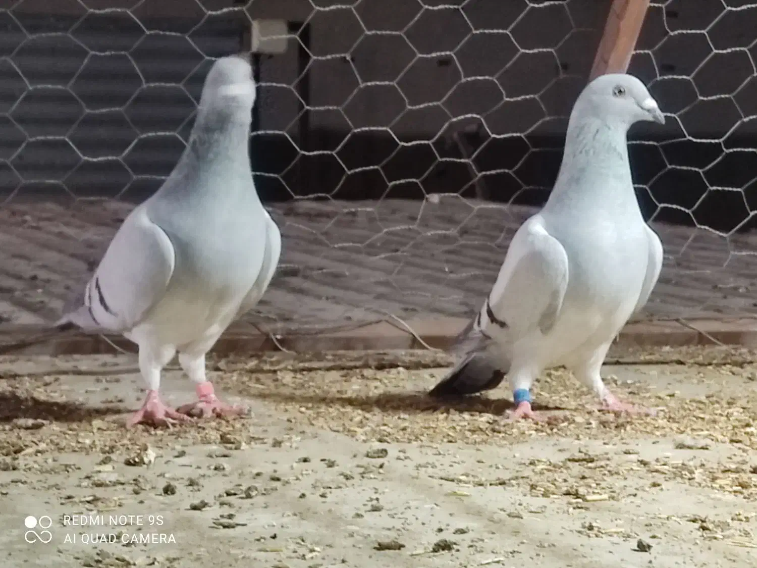 سبز شامی|پرنده|برازجان, |دیوار