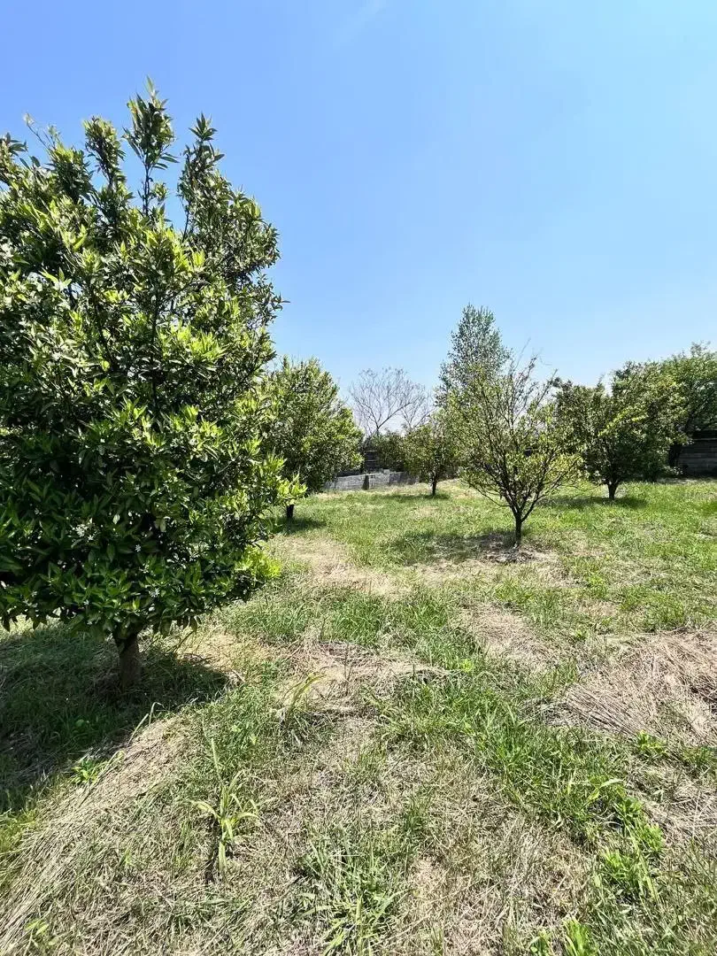 فروش زمین و باغ مرکبات برای سرمایه گذاری|فروش زمین و ملک کلنگی|امامزاده عبدالله, |دیوار