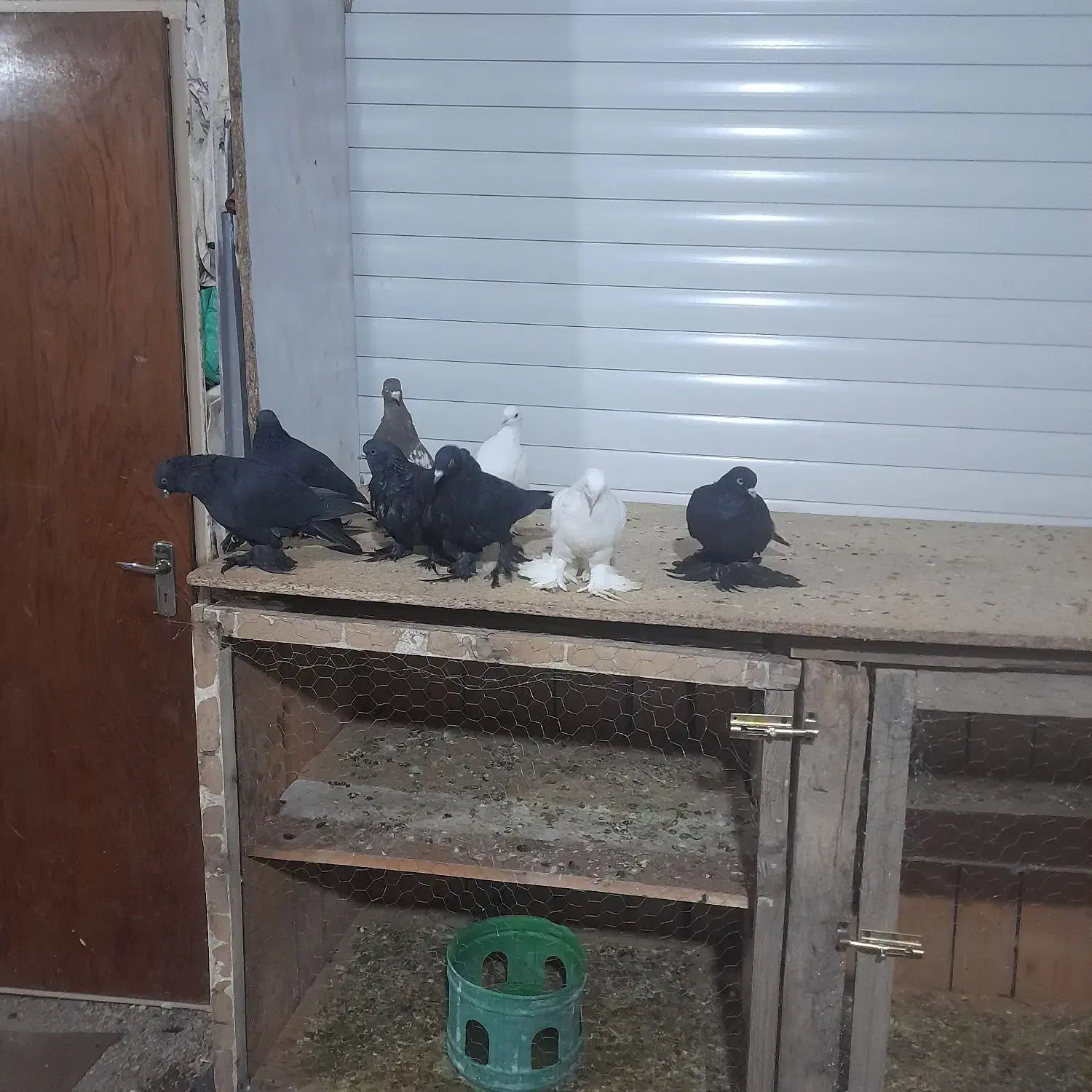 کبوتر|پرنده|باسمنج, |دیوار