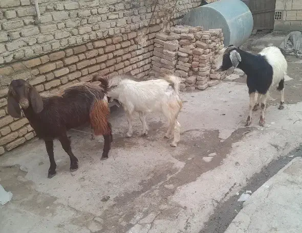 سدوشمگیر اسلام آباد بالا|حیوانات مزرعه|انبارآلوم, |دیوار