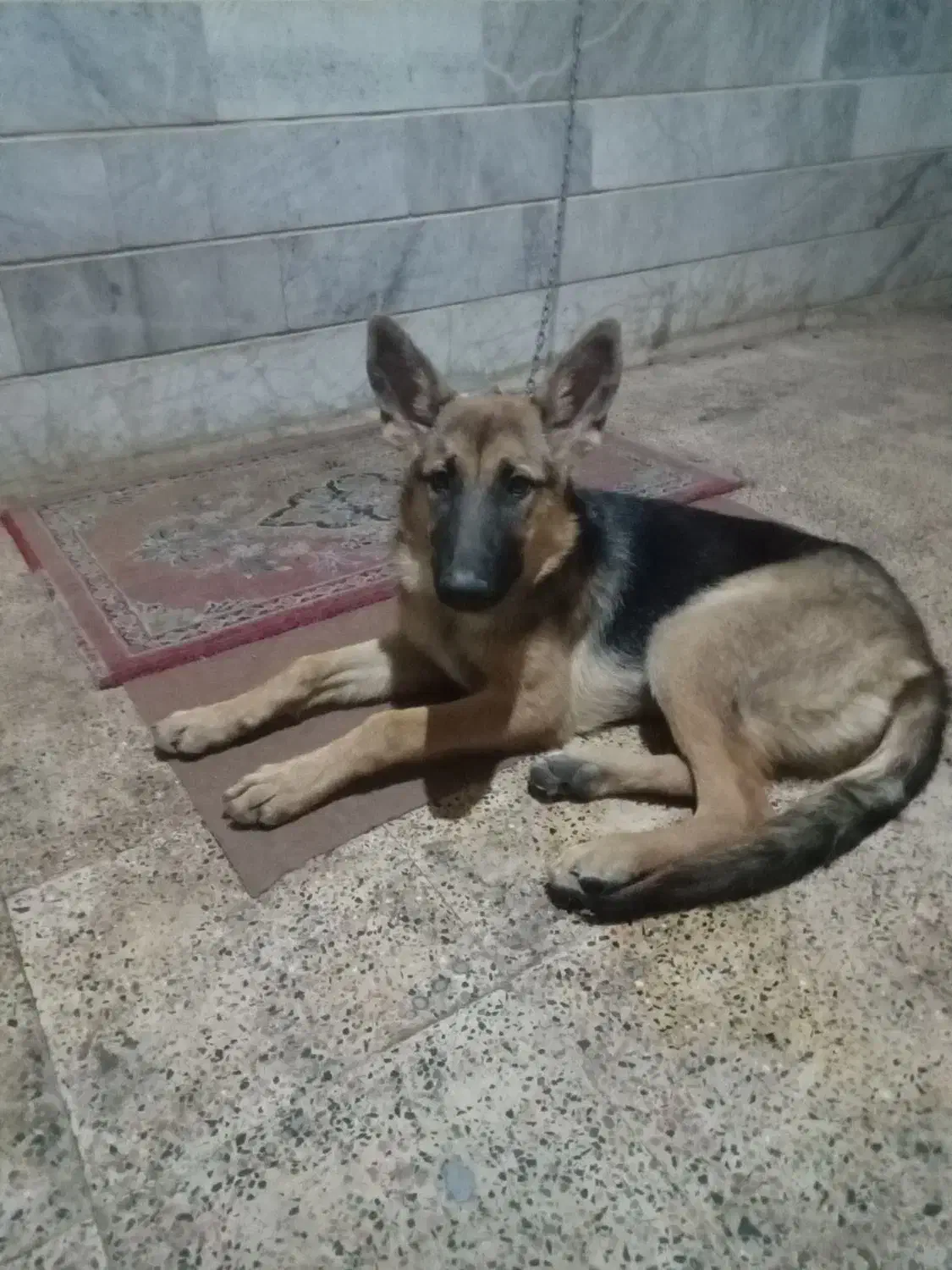 فروش یک سگ ژرمن|سگ|زنجان, |دیوار