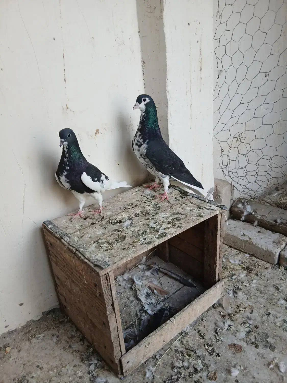 کبوتر|پرنده|خرمشهر, |دیوار