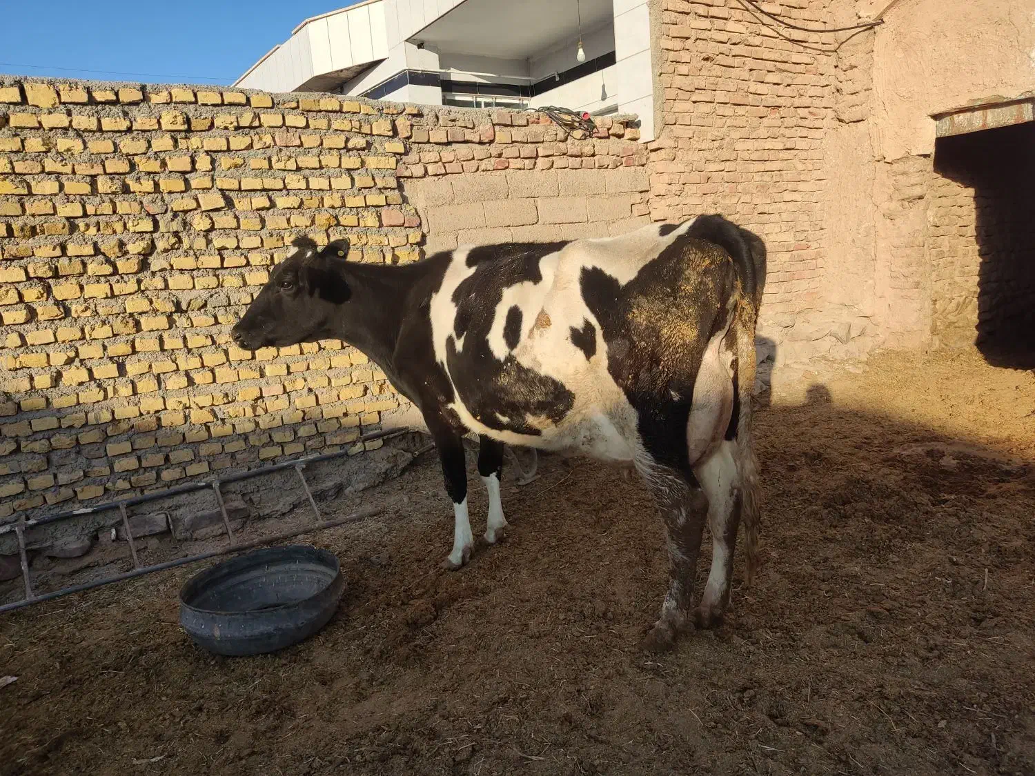 گاو شیری|حیوانات مزرعه|سده (خراسان جنوبی), |دیوار