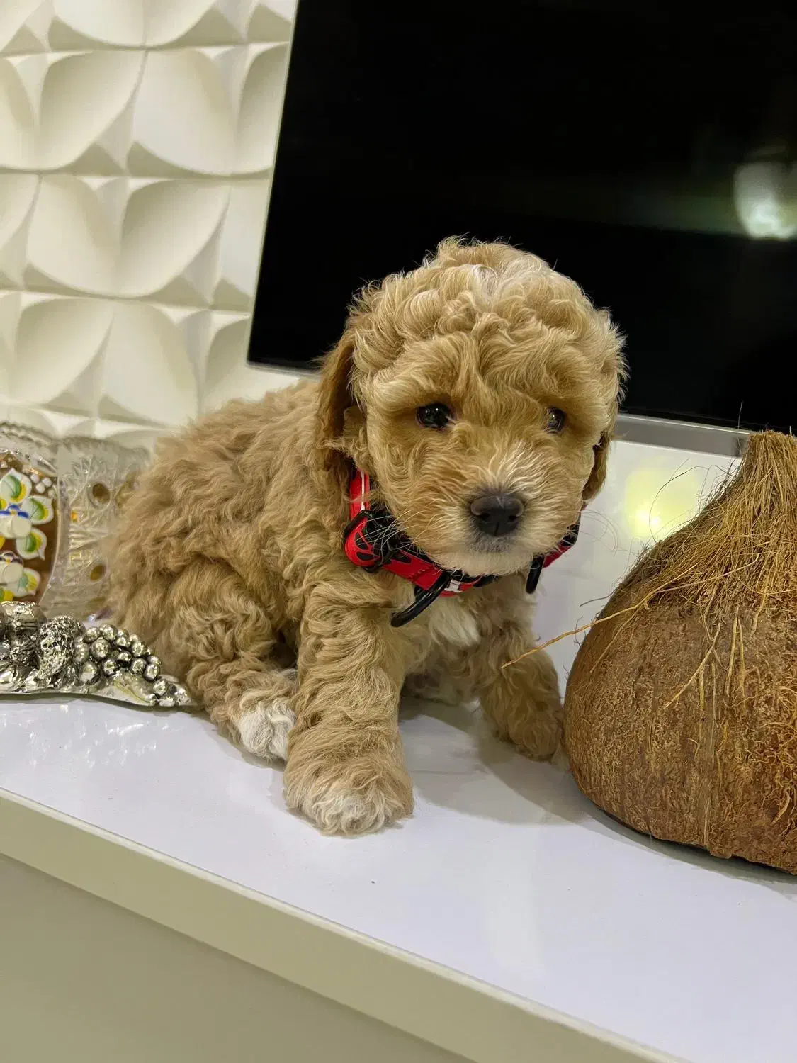 توی پودل دو ماهه|سگ|اسالم, |دیوار