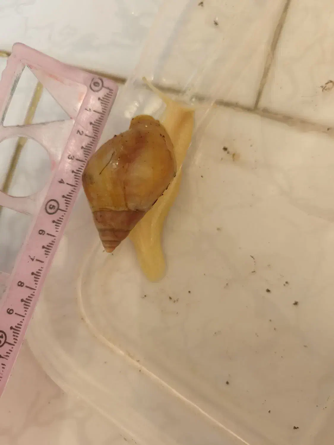 حلزون|خزنده|قم, نوقطار|دیوار