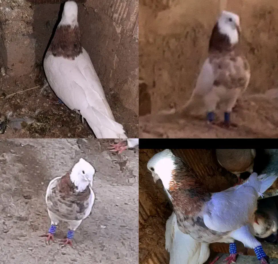 کبوتر طوقی|پرنده|سرپل ذهاب, |دیوار