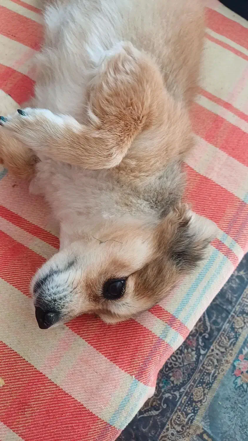 سگ پامر اشپیتز|سگ|کرمان, |دیوار