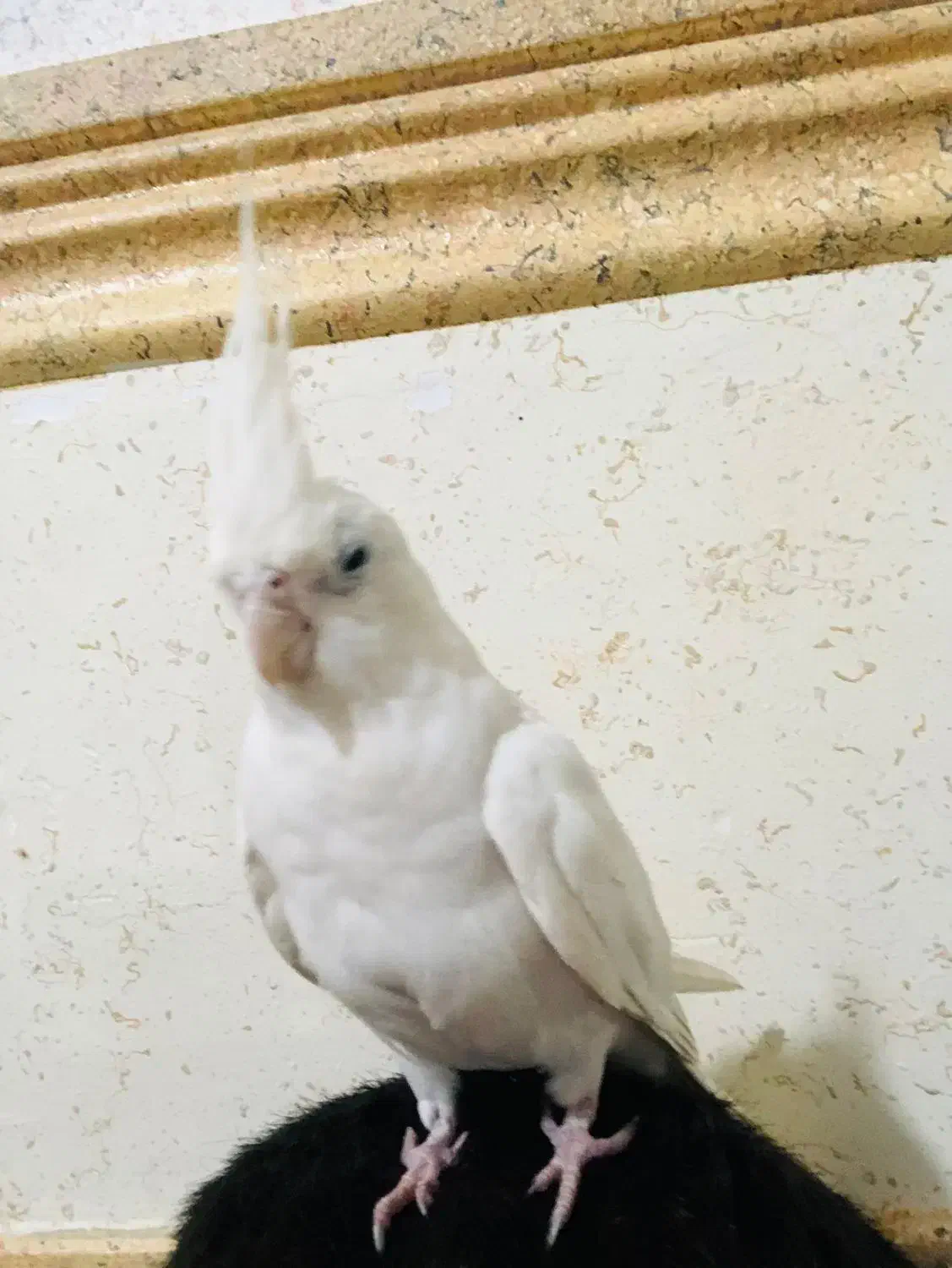 عروس هلندی|پرنده|رامهرمز, |دیوار