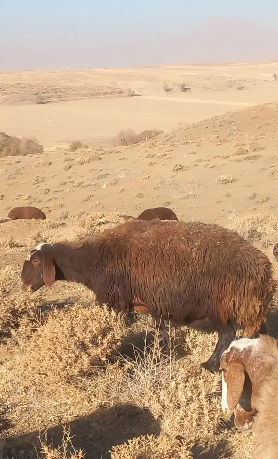 دو عدد میش روزگاری|حیوانات مزرعه|داران, |دیوار