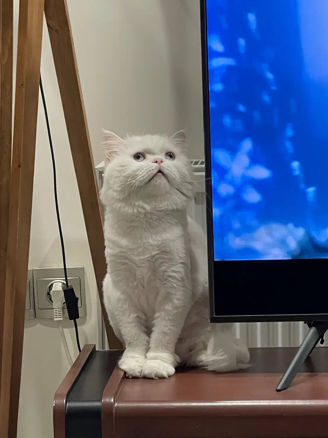 واگذاری گربه پرشین|گربه|تهران, ائمه اطهار|دیوار